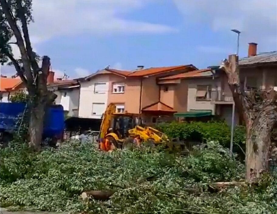 U Pirotu posečena 2 stabla javora stara oko 40 godina 8 Pirot drvece