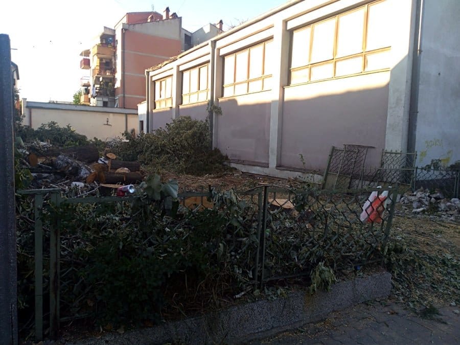 Posečena stabla kod Doma vojske Aleksinac; foto: A. S