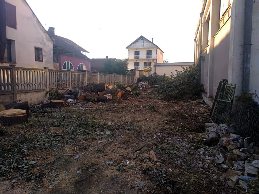 Posečena stabla kod Doma vojske Aleksinac 2; foto: A. S