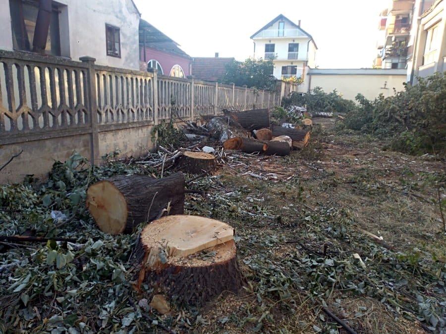 Posecena stabla kod Doma vojske Aleksinac 1 foto A S