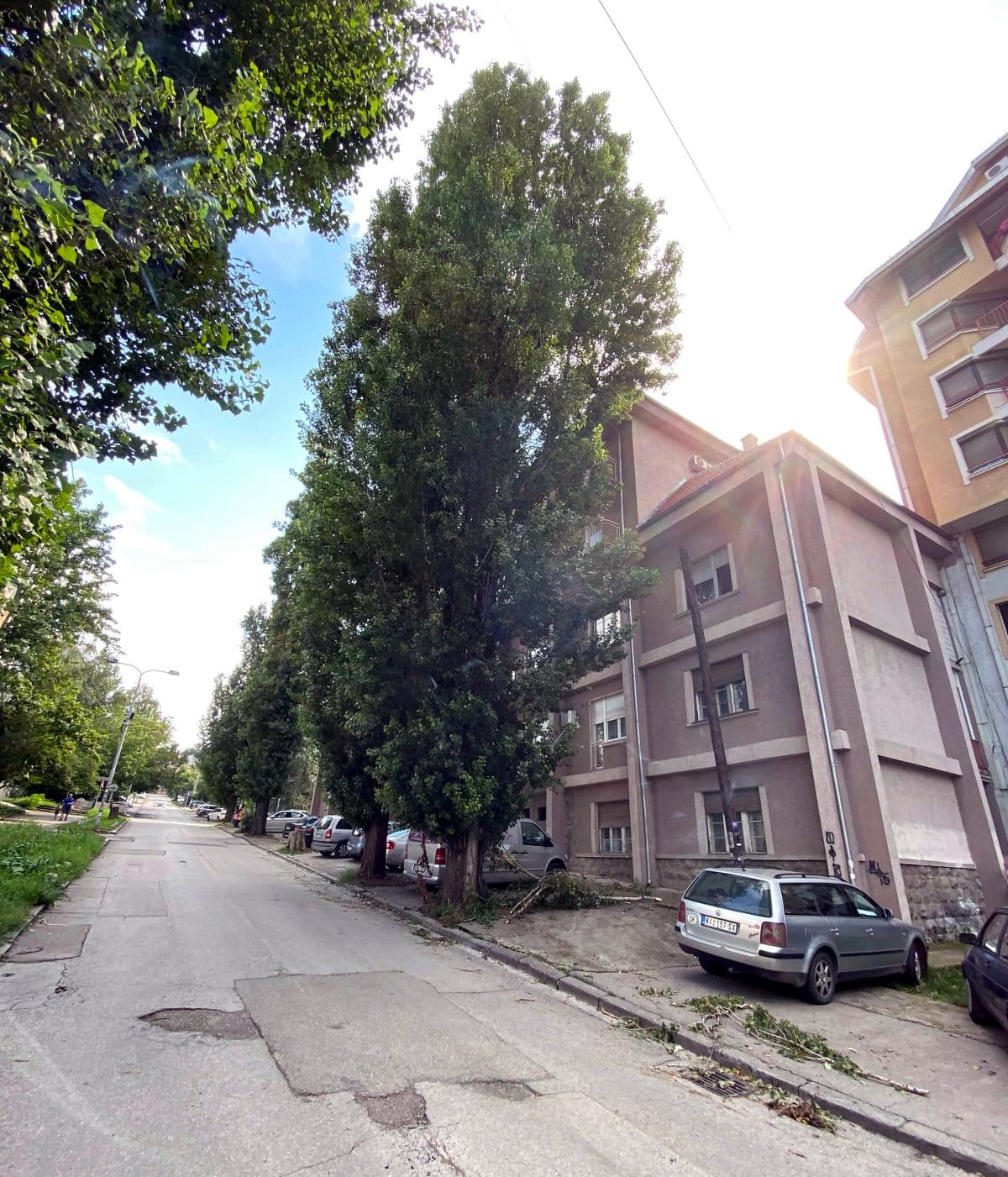 Topole u Bozidarcevoj padaju grane; foto: citalac