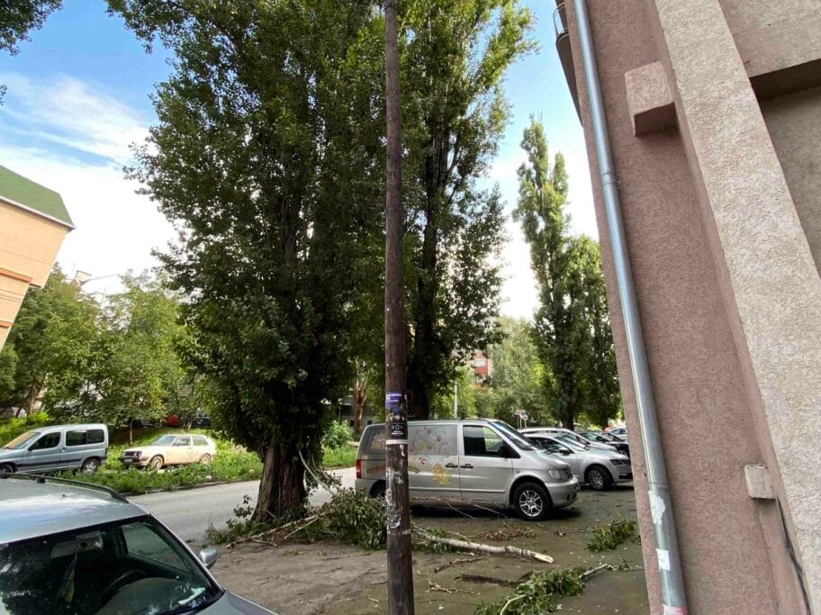 Grane otpadaju sa visokih topola u Božidarčevoj 12 Topole u Bozidarcevoj foto citalac