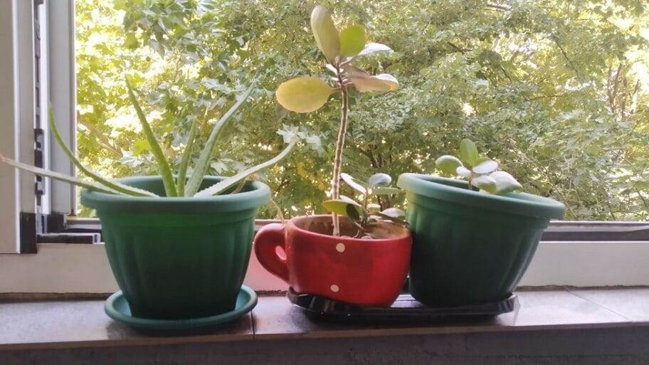 113933293 vesnazivanovic