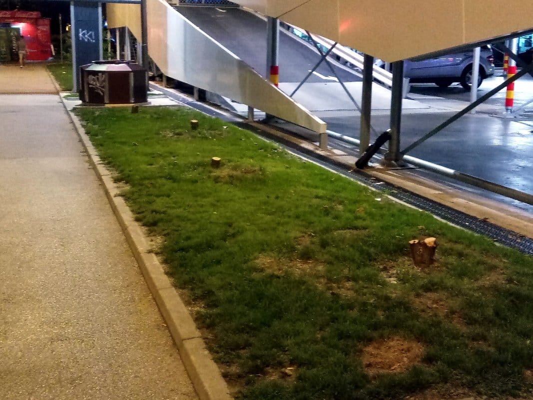 Posađene pre godinu dana, a sada posečene jelke kod garaže na Sinđelićevom trgu 1 Posecene jelke foto citalac