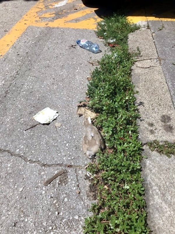 Ulica Stojana Novakovica 6; foto: citalac