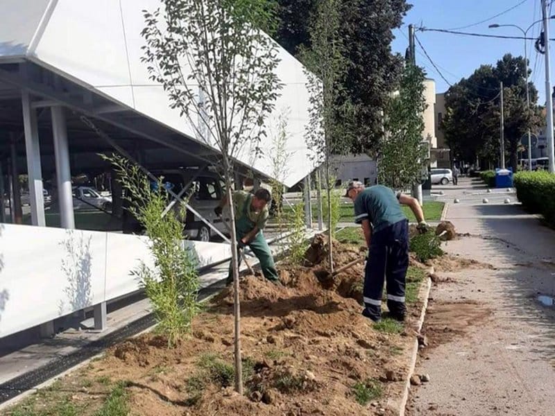 Nove sadnice kod parkinga 1, avgust 2020; foto: JKP Mediana