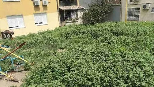 Ambrozija dvoriste zgrade Nade Tomic foto citateljka e1751905031915