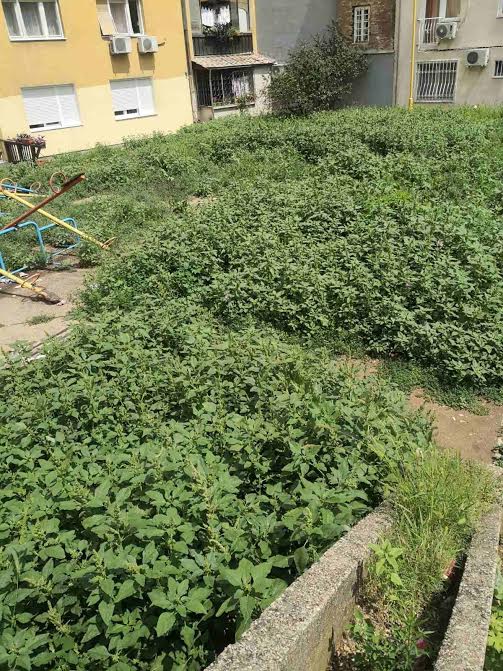 Ambrozija dvorište zgrade Nade Tomić foto čitateljka