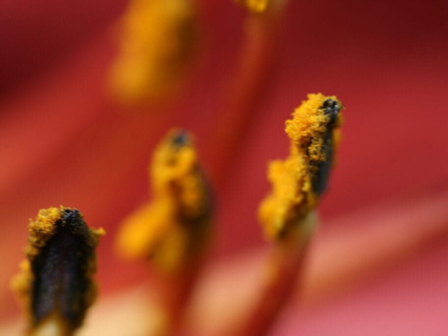 Polen cvet foto flickr Quinn Dombrowski scaled