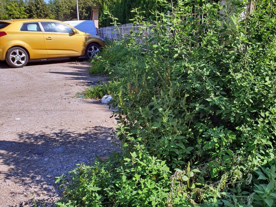 Ambrozija Bulevar foto citateljka scaled