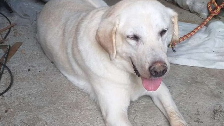 114230174 dzoniprvaslika