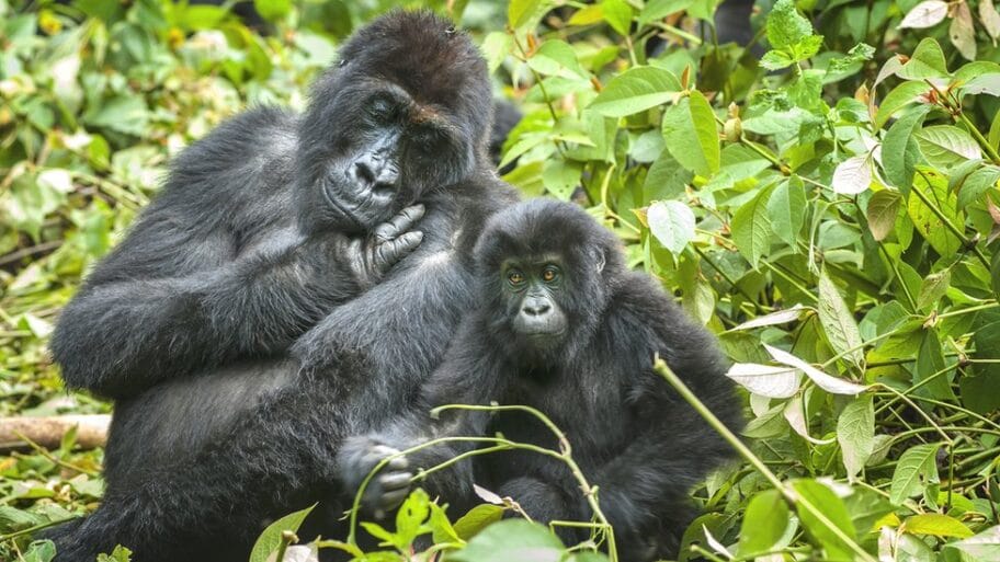 Priroda i čovek: Ljudi uništavaju planetu - u poslednjih 50 godina dve trećine manje divljih životinja 8 114299421 gettyimages 537260916 easternlowlandgorilla
