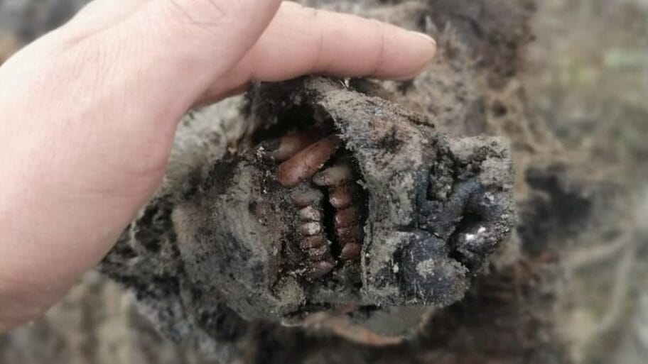 114388006 siberiabear