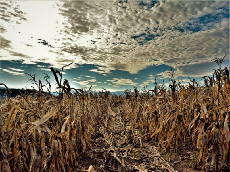 800x600 Kukuruz foto ALEKSANDAR KOSTIC JUZNE VESTI