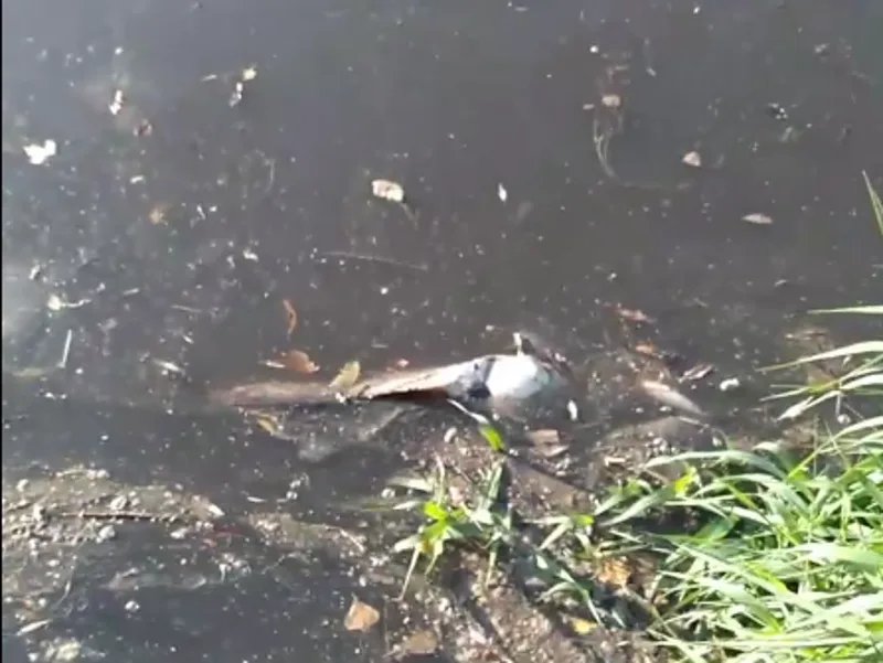 ribe mezgraja foto printscreen