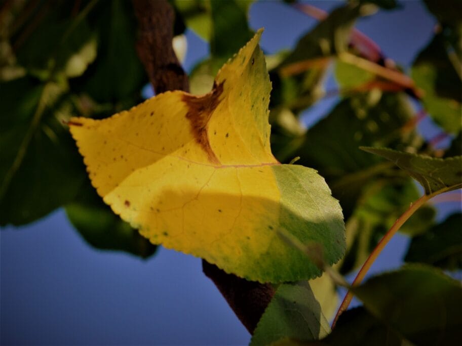 jesen ilustracija foto akostic