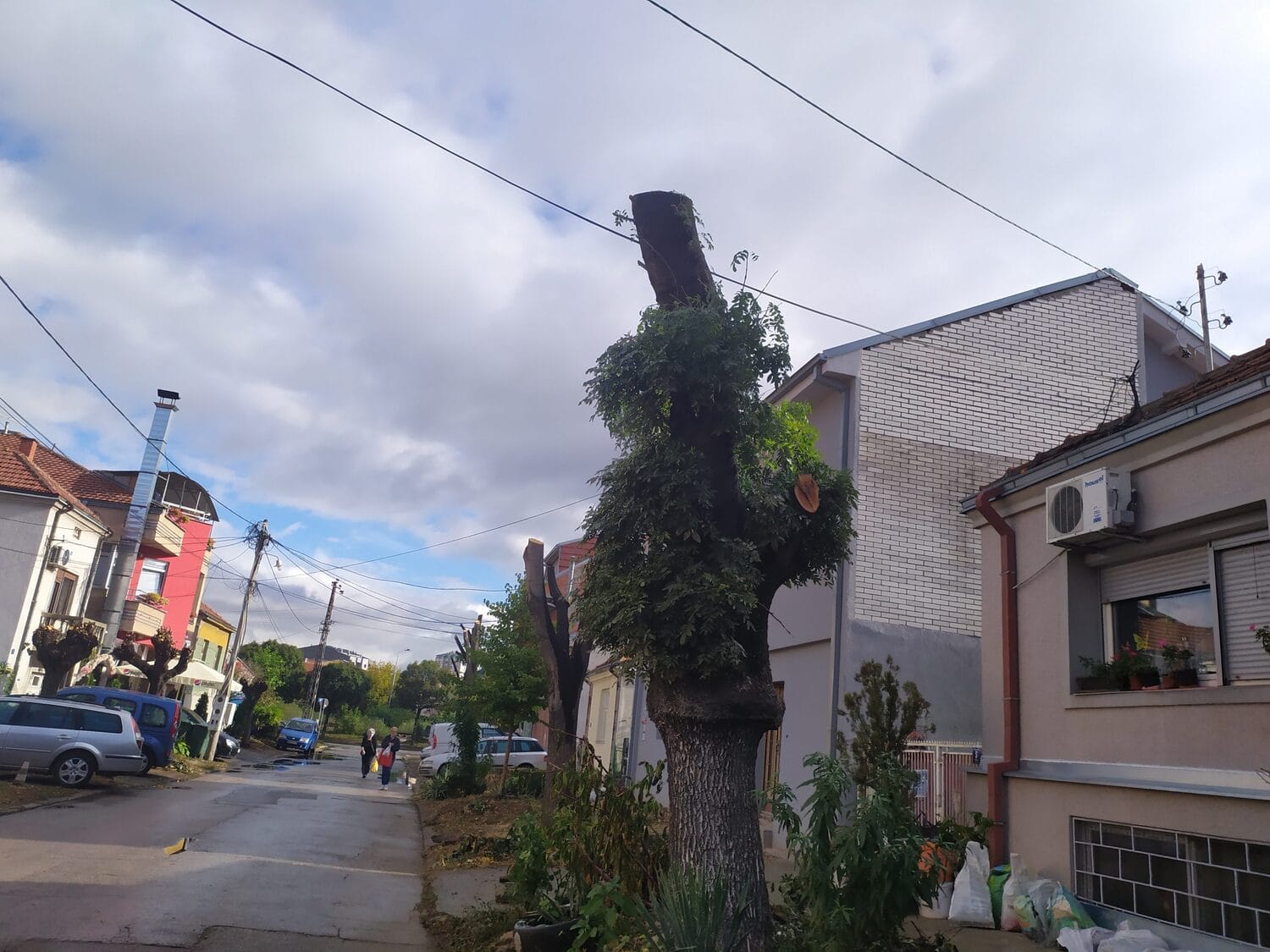 Orezane krosnje Vrbska ulica Palilula septembar 2020 foto Juzne vesti MIlica Jovanovic2 scaled