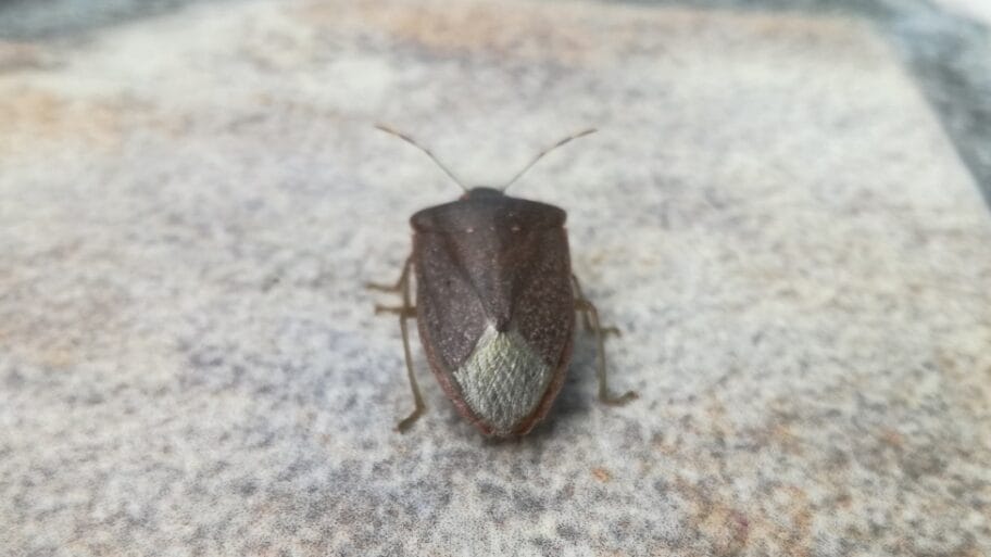 114899343 smrdibuba4