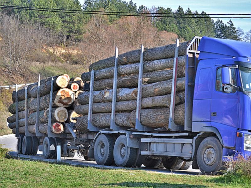 Drva foto ALEKSANDAR KOSTIĆ