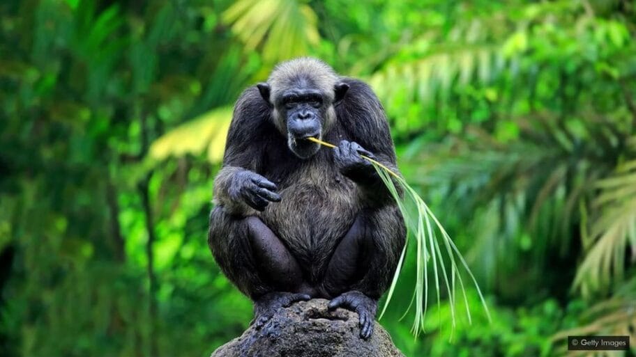 114964536 83e515fe 8382 4604 b31f cb3dedd78bfa