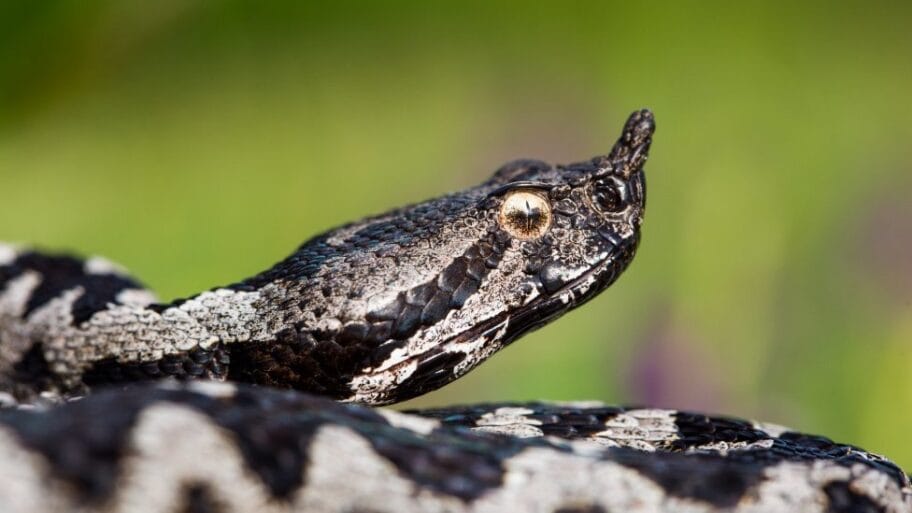 114918922 poskok2 aleksandarsimovi2