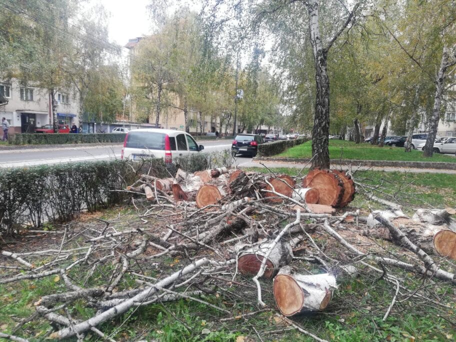 Posečena breza u Sremskoj, u jednom od najlepših niških drvoreda 3 brezafotoT T