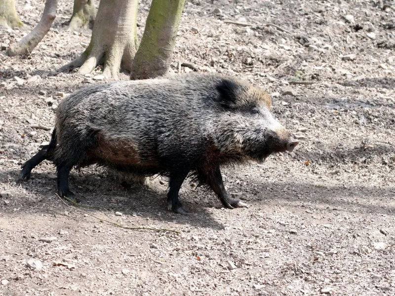 divlja svinja flickr