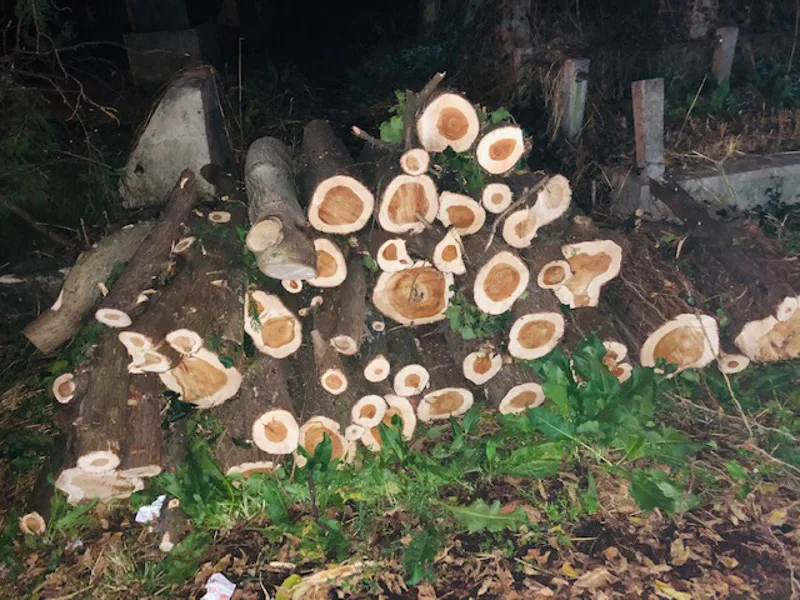 Staro groblje se temeljno sređuje posle pola veka - pojedinci negoduju zbog posečenih stabala 19 stro g foto citalac