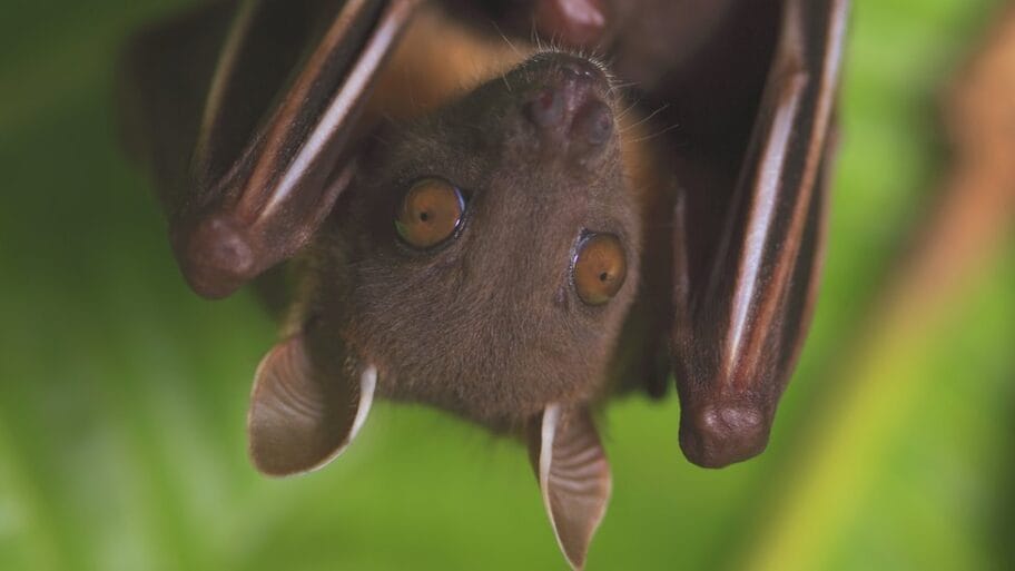 Korona virus: Zašto slepi miševi nisu krivi i ne treba ih proganjati 3 114557476 spl short nosed fruit bat roosting ko chang island thailand