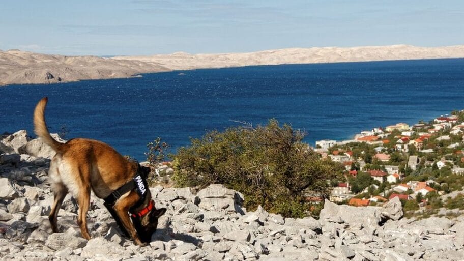 113697906 pandabelgijskaovarkanaprapovijesnojgradinidrviicaiznadkarlobaga