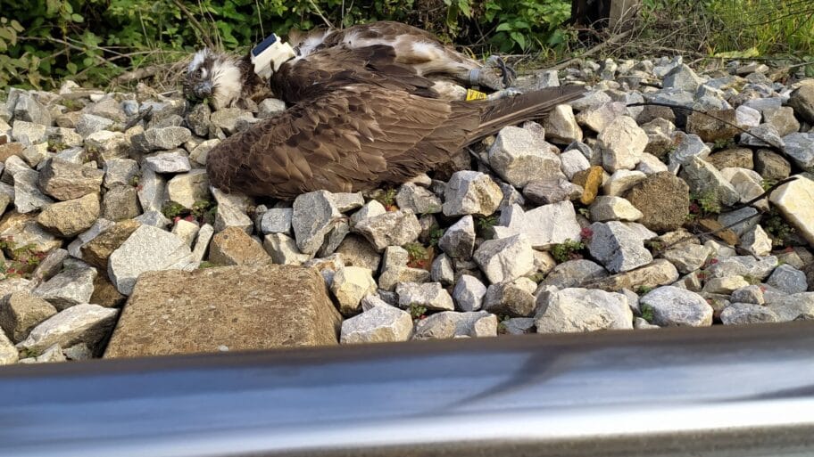 Orao foto DZPPS scaled