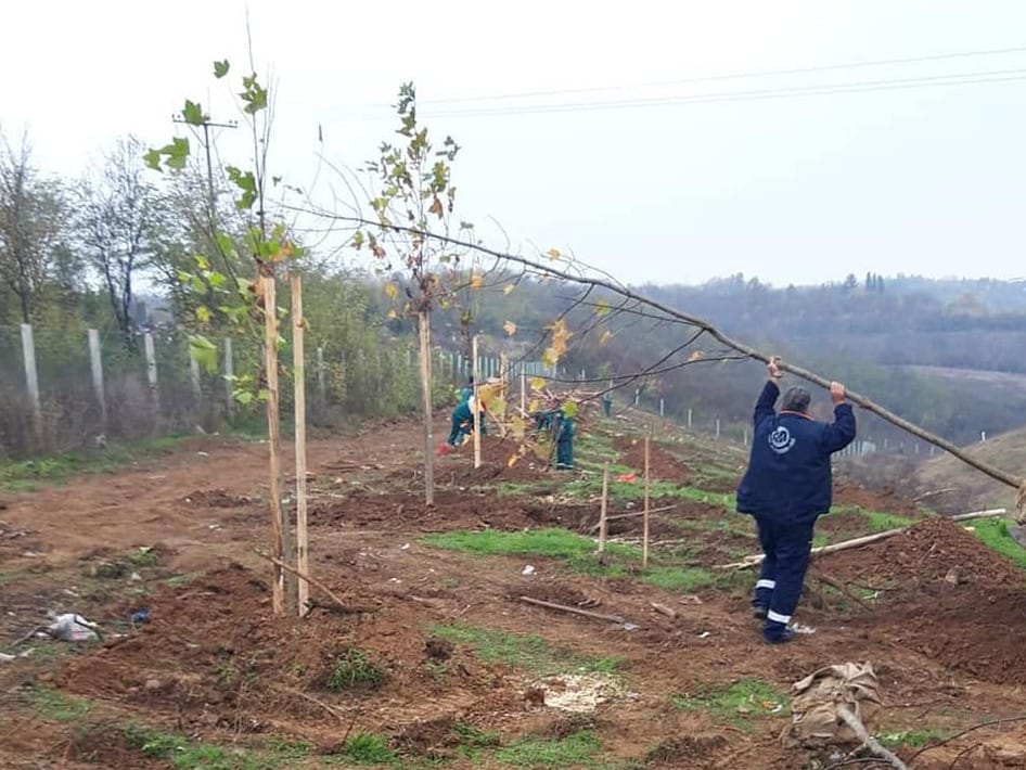 sadnja bubanj foto fbjkpmediana