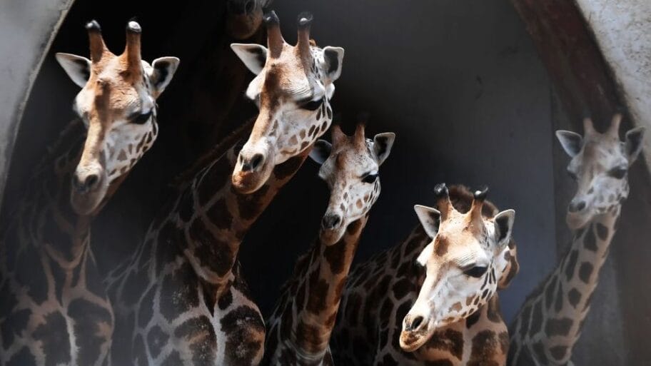 114289082 gettyimages 969161292