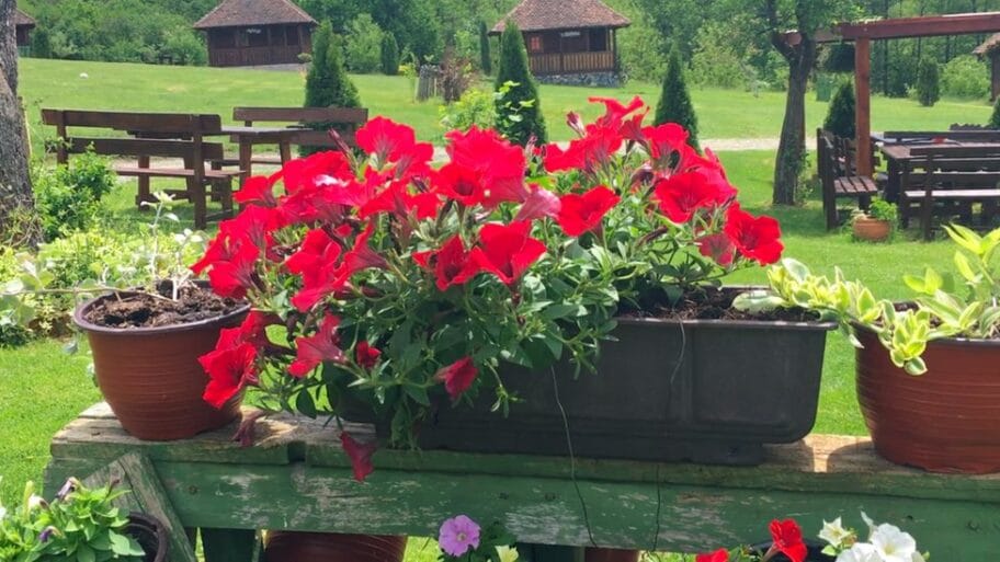 113528322 gostoljublje