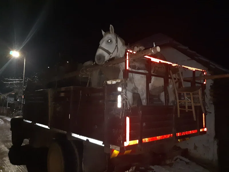Konji iz kamiona kod Vlasotinca na bezbednom, u pomoć tokom noći stigli i volonteri "Zoo planeta" 1 konji 2