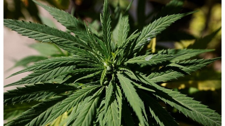 115803443 hi064416163