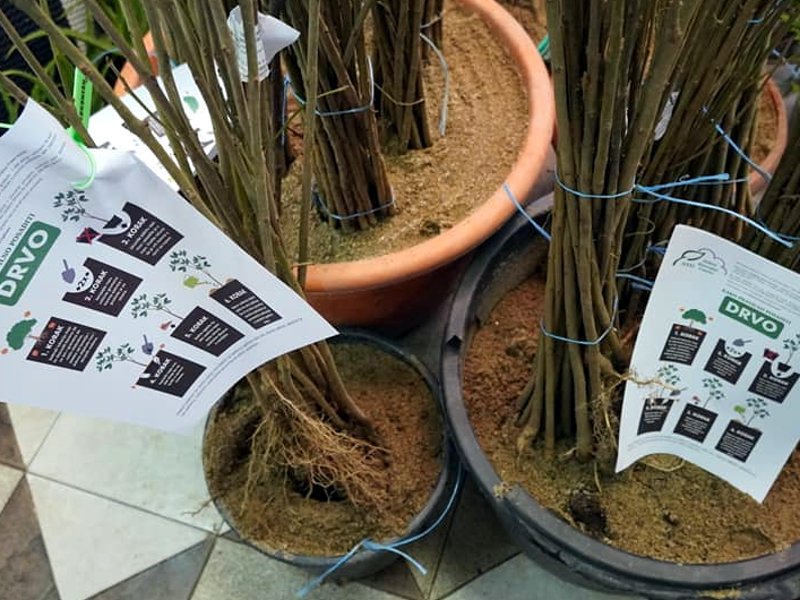 Sadnice jasena foto FB Dragana Sotirovski