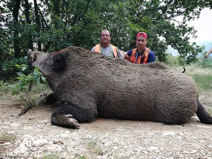 Divlji vepar 205kg SVRLJIG