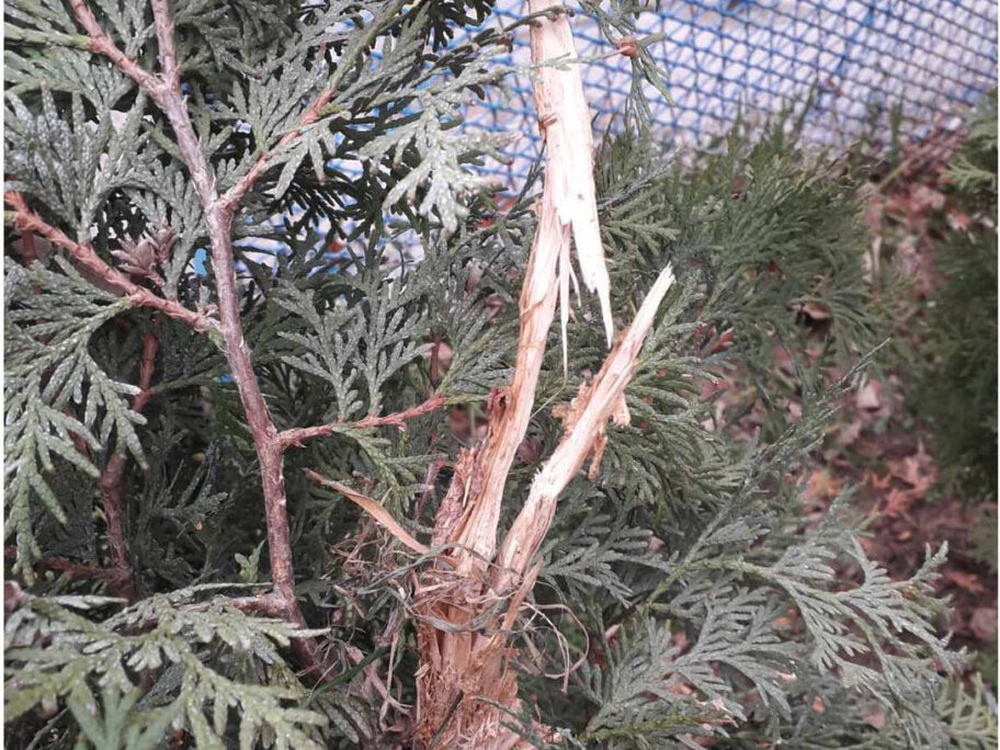 jelkepolomljene foto pupcelica