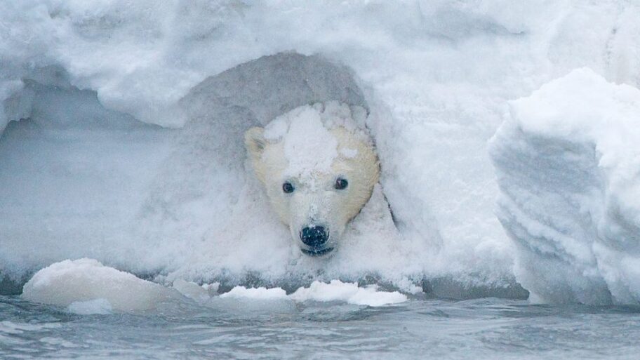 Klimatske promene: Divljina Aljaske otvorena za istraživanje nafte 20 116367968 gettyimages 465903666