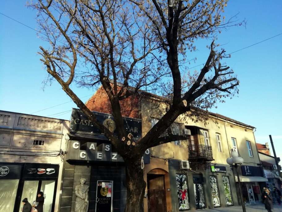 ptice le foto m mitic