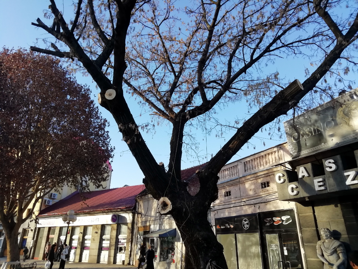 ptice3 LE foto M.Mitić