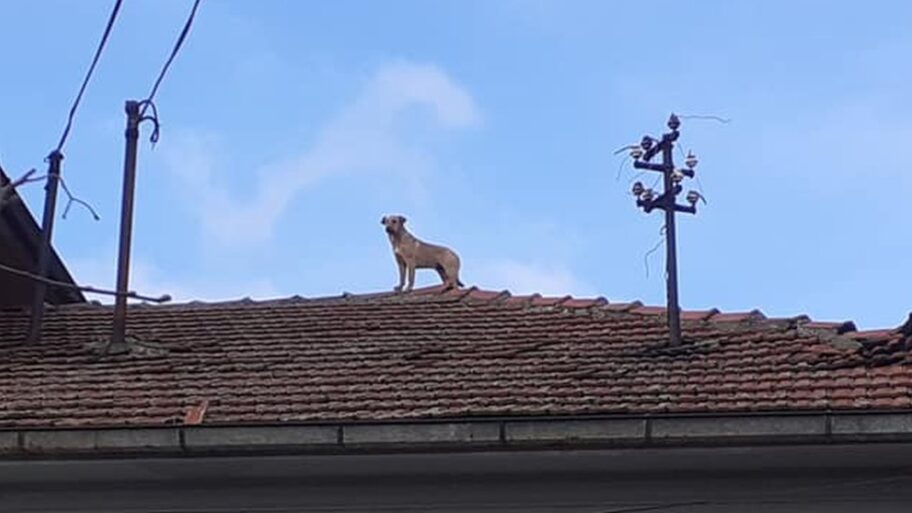 116703786 143032437 3888763817853214 5226531318992513930 n