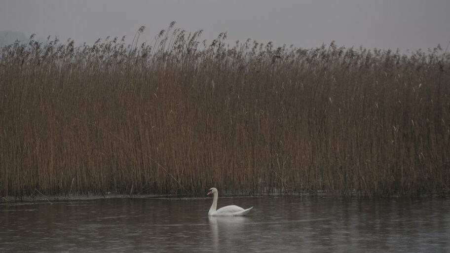 Životna sredina i Srbija: Šta su ramsarska područja i šta se krije u nekim srpskim močvarama 14 116769097 1369f43b e043 41d1 9459 6c4f3a278fd8