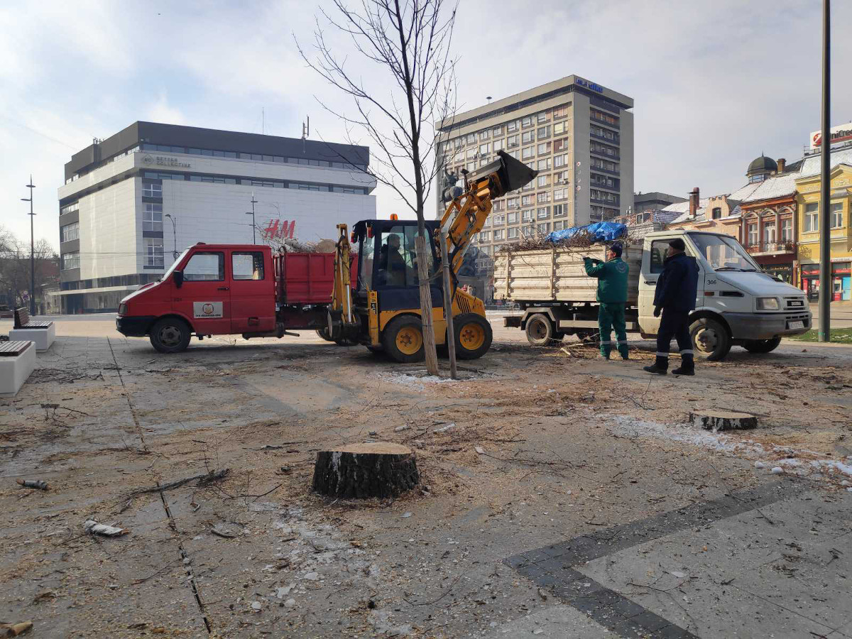 Seča u centru Niša kod banke slika 3; foto: JV-T.Tasić