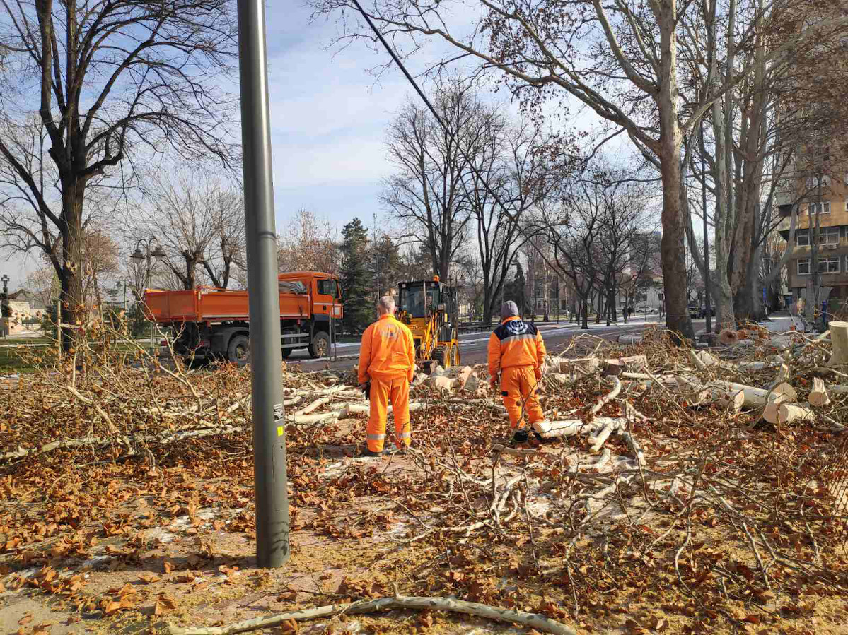 Seča u centru Niša kod Gradske kuće slika1; foto: JV-T.Tasić