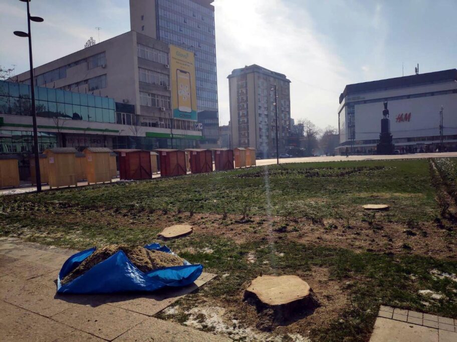 Niška opozicija: Zbog privatnih investitora seku drveće staro 50 godina u gradu sa najzagađenijim vazduhom 18 Panjevi umesto jelki foto JV T Tasic