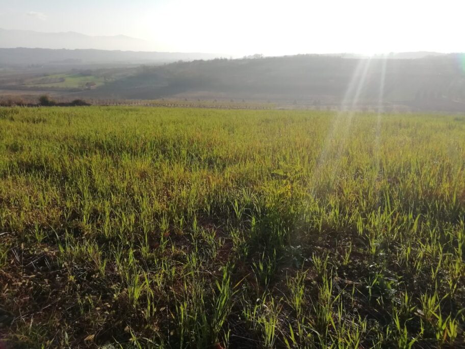 Šteta na leskovačkim oranicama 45 miliona dinara, Grad i Ministarstvo pomažu poljoprivrednicima 19 poljoprivreda scaled