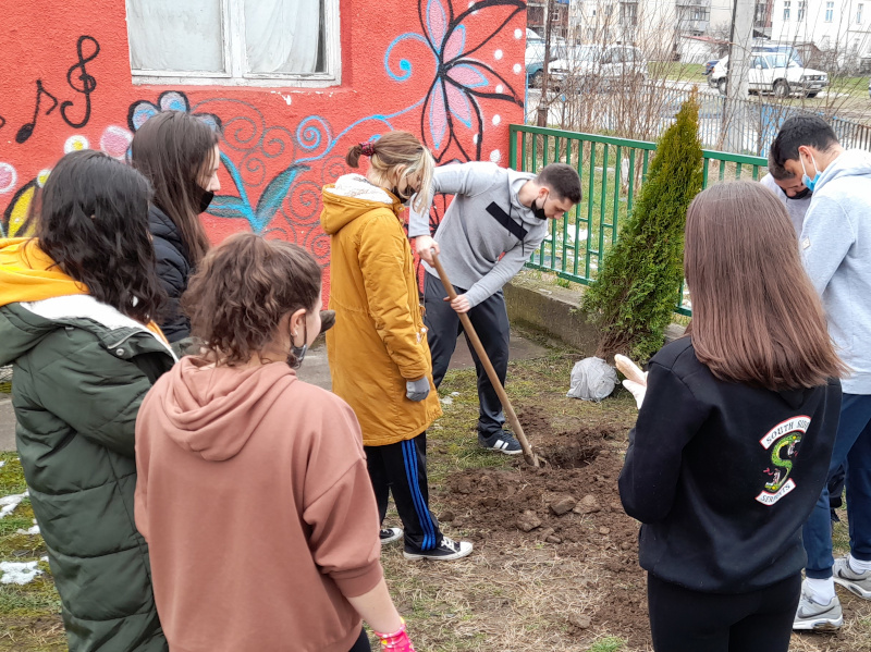 Sađenje tuja - Lebane