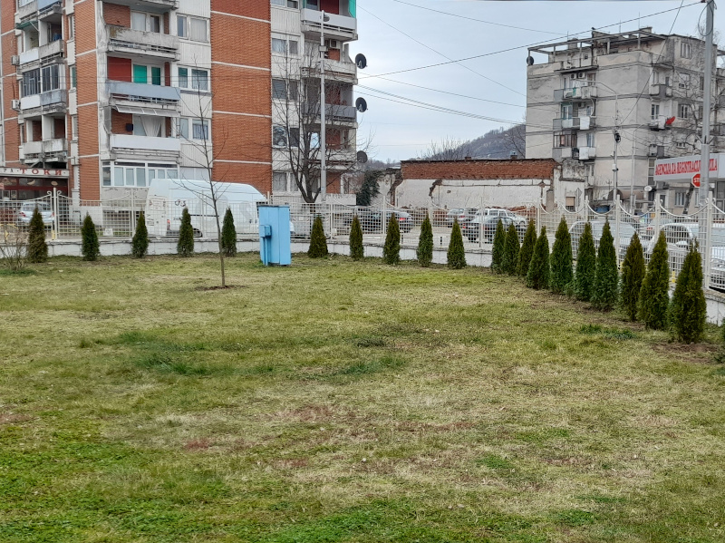 Sađenje tuja - Lebane